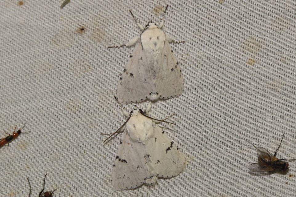 Acronicta leporina - fehér szigonyosbagoly