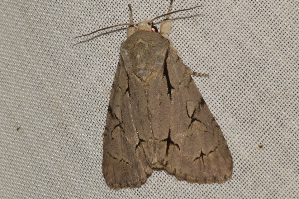 Acronicta psi - pszi-betűs szigonyosbagoly