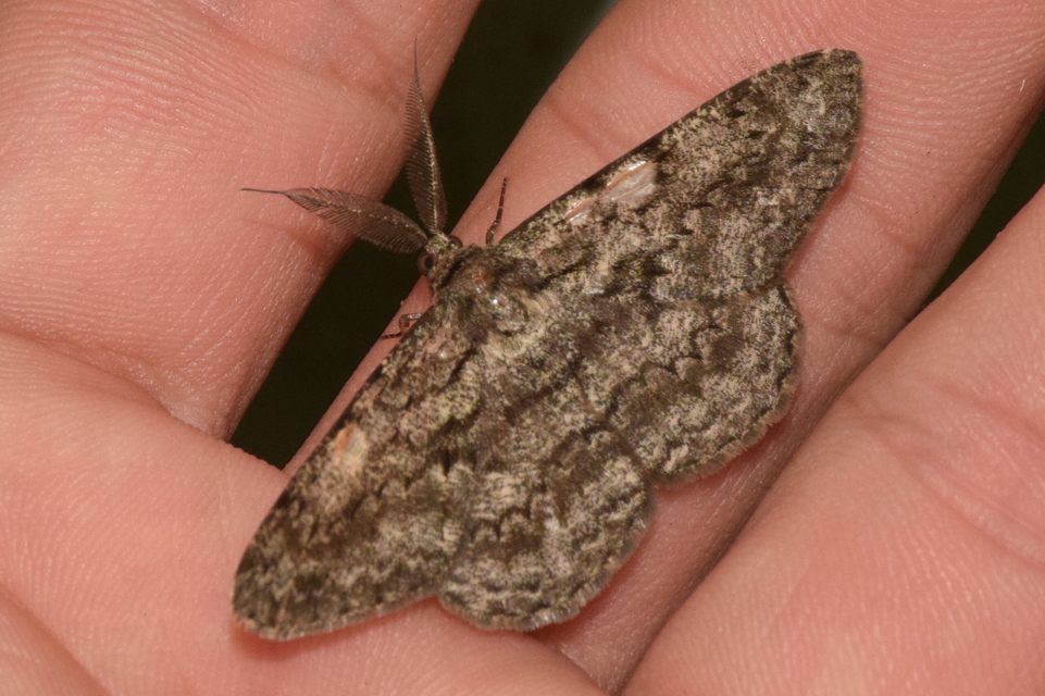 Hypomecis roboraria - nagy tölgyfaaraszoló