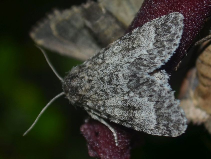 Acronicta megacephala - nagyfejű szigonyosbagoly