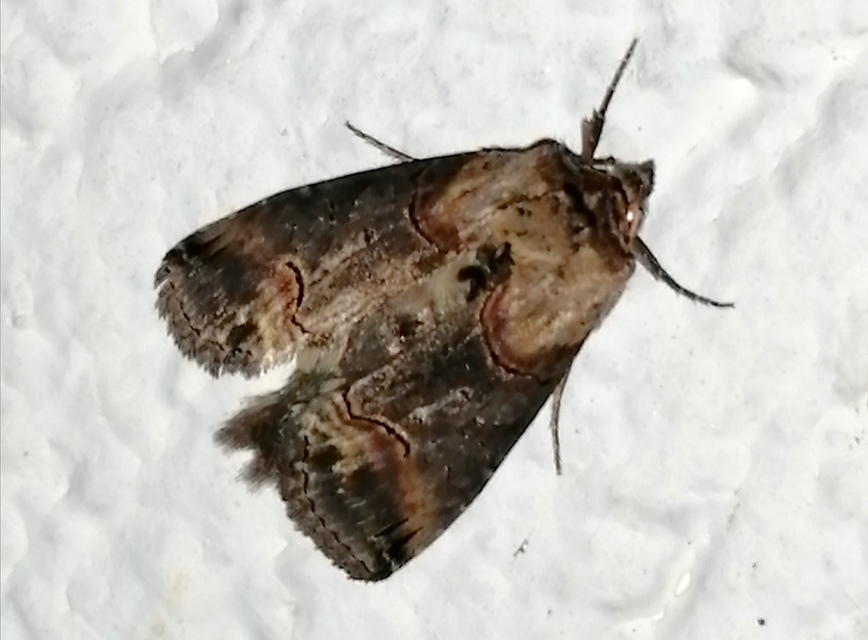 Abrostola triplasia - közönséges csalánbagoly