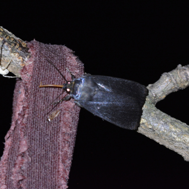 Amphipyra livida - zsírfényű bagoly