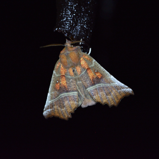 Scoliopteryx libatrix - vörös csipkésbagoly