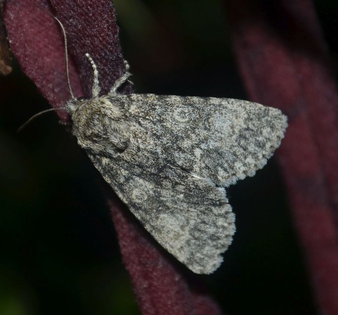 Acronicta megacephala - nagyfejű szigonyosbagoly