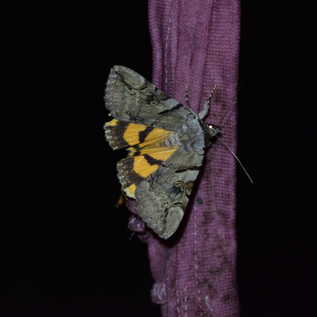 Catocala hymenaea - kökény-övesbagoly