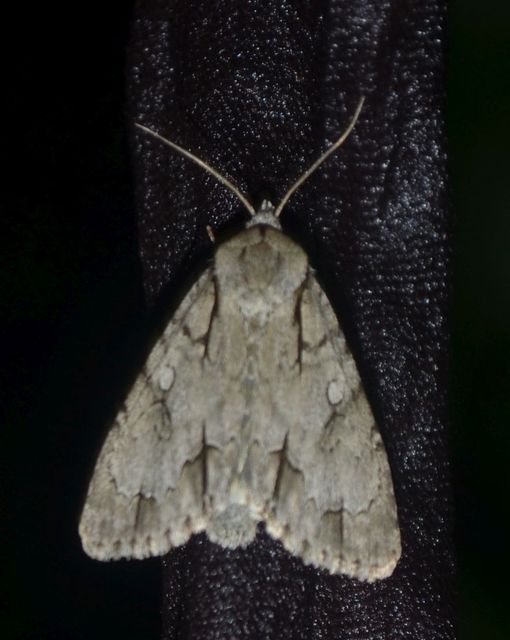 Acronicta cuspis/tridens/psi
