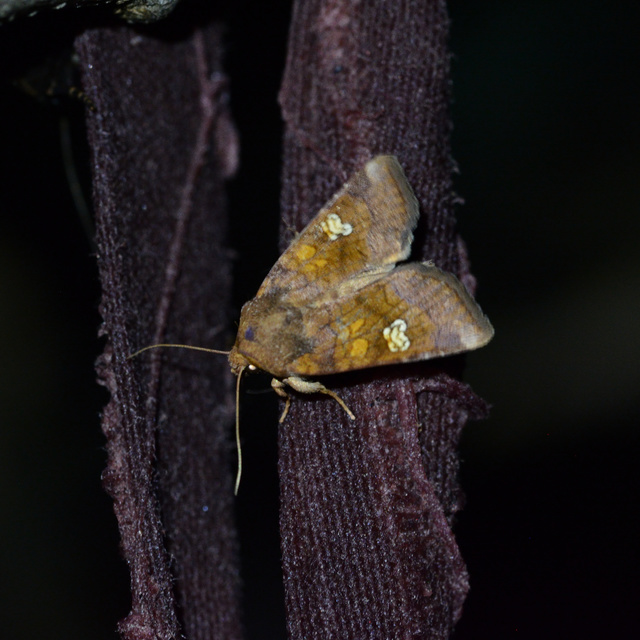 Amphipoea oculea - nagyfoltú lápibagoly