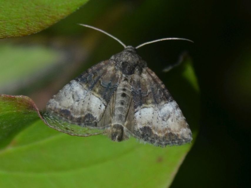 Mesoligia furuncula - kétszínű dudvabagoly