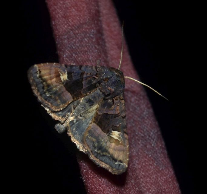 Euplexia lucipara - szeder-csipkésbagoly