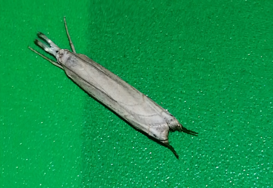Metacrambus carectellus - homoki fűgyökérmoly