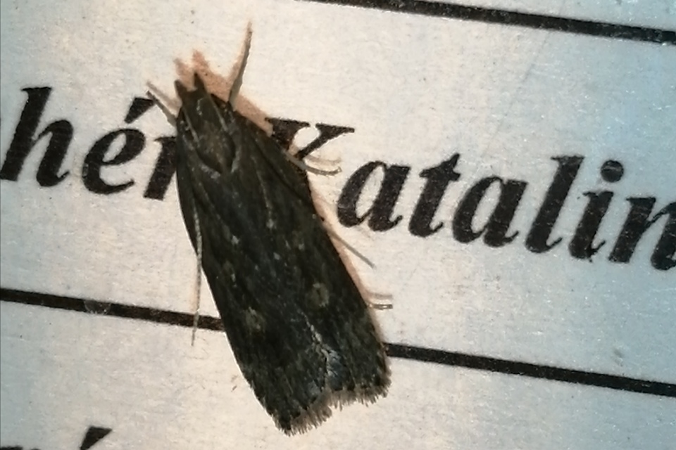 Helcystogramma triannulella - szuláksodró lápimoly