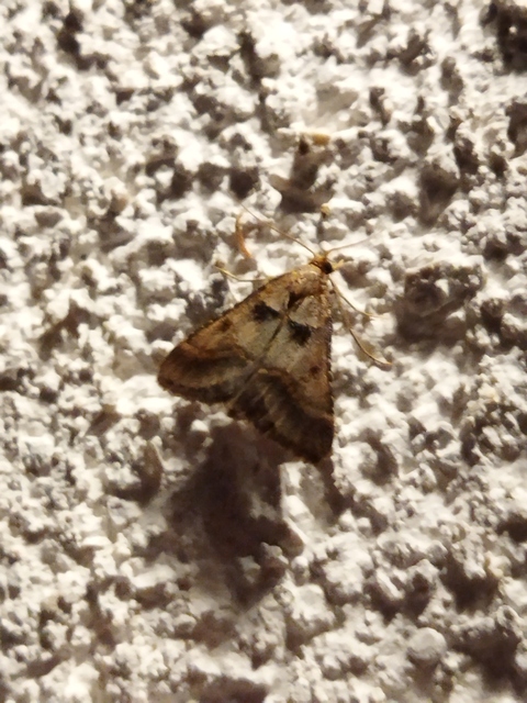 Stemmatophora brunnealis - barna fényilonca