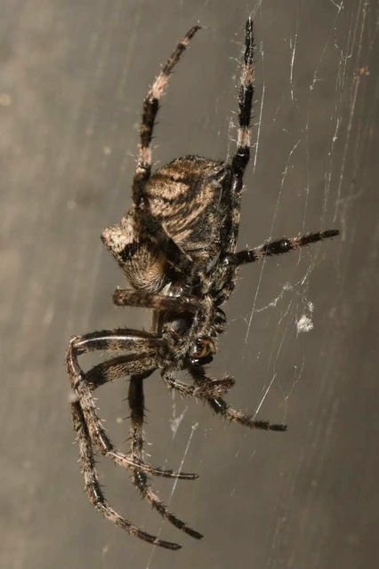 Araneus circe/angulatus