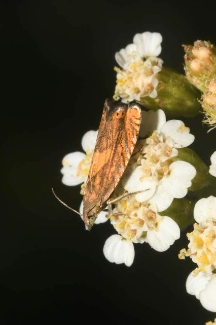 Dichrorampha