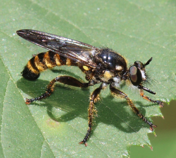 Choerades fimbriata/fulva