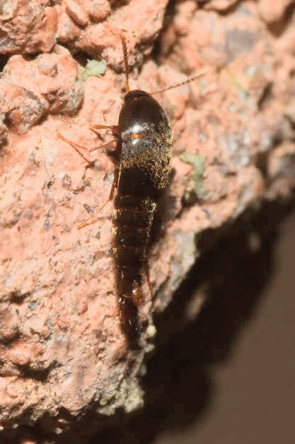 Sepedophilus testaceus - szurokszínű pihésholyva Sepedophilus testaceus - szurokszínű pihésholyva
