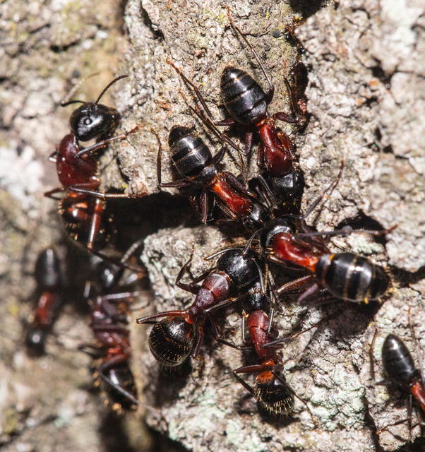 Camponotus ligniperda - faodvasító lóhangya