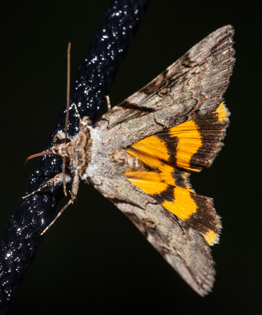 Catocala hymenaea - kökény-övesbagoly