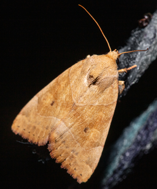 Cosmia trapezina - közönséges lombbagoly