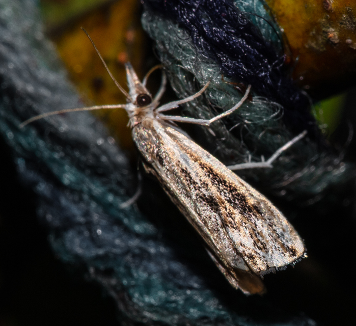 Catoptria verellus - kormos fűgyökérmoly