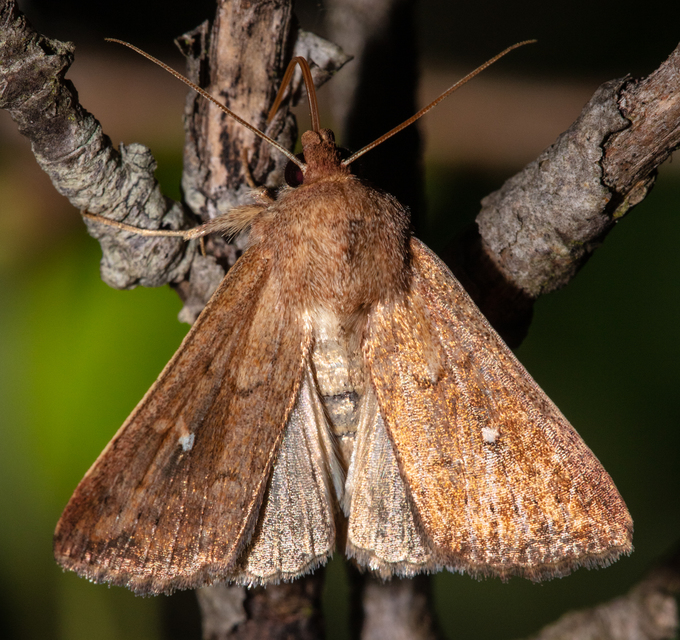 Mythimna albipuncta - fehérpettyes rétibagoly