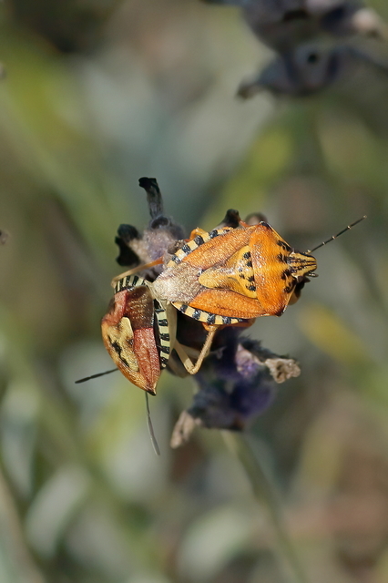 Carpocoris