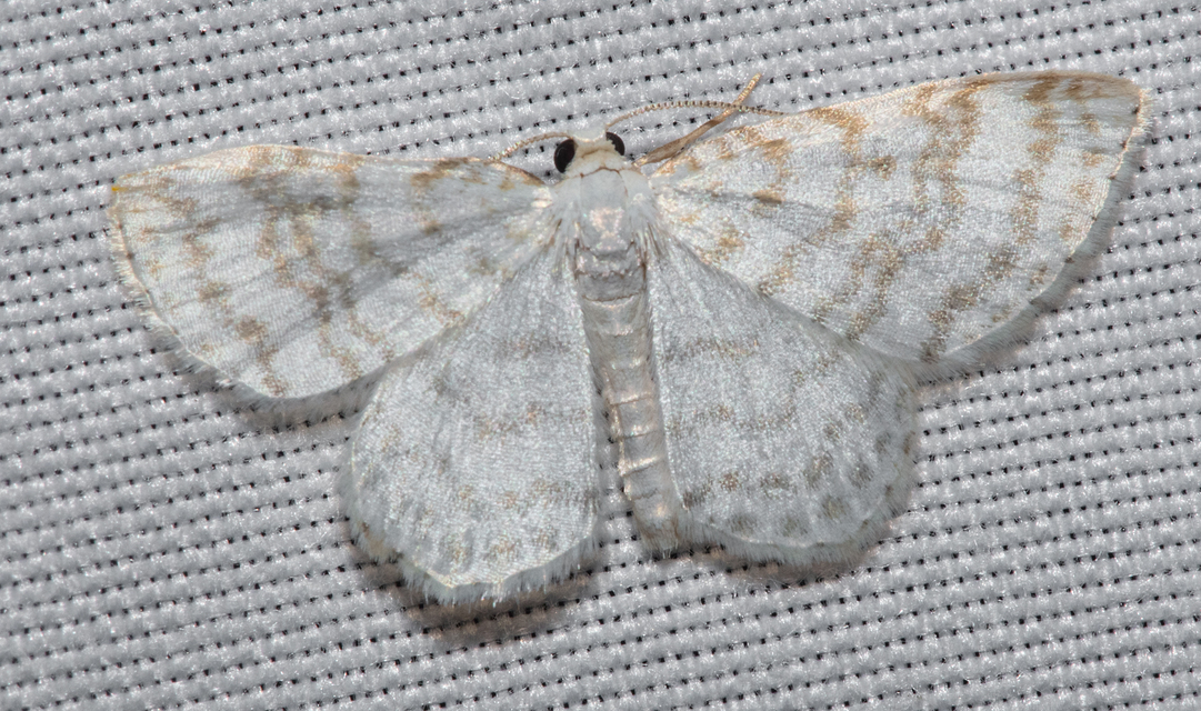Asthena albulata - gyertyán-fehéraraszoló