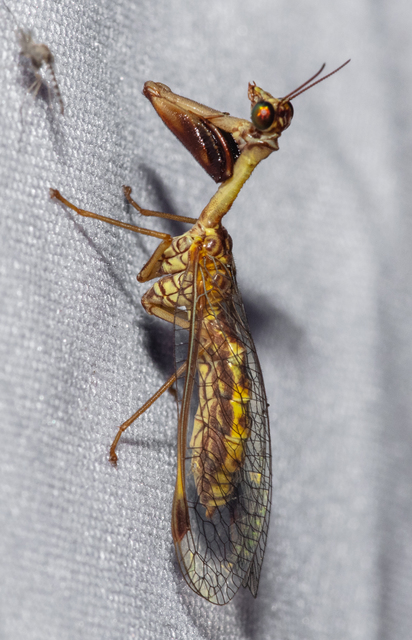 Mantispa styriaca - kétszínű fogólábú-fátyolka