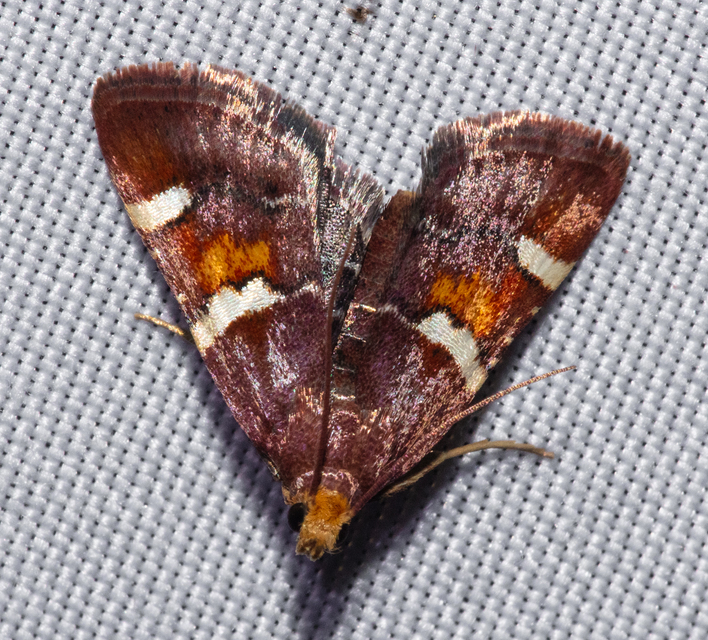 Pyralis regalis - pompás fényilonca