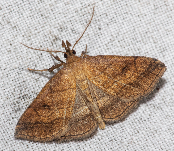 Polypogon gryphalis - láperdei karcsúbagoly