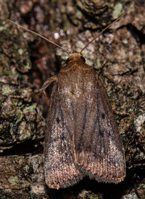Amphipyra tragopoginis - bakszakállbagoly