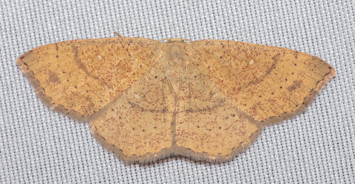 Cyclophora ruficiliaria - vörösrojtú pettyesaraszoló