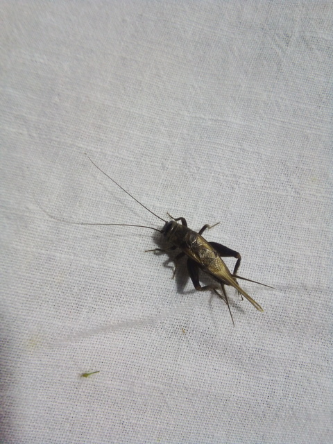 Eumodicogryllus bordigalensis - bordói tücsök