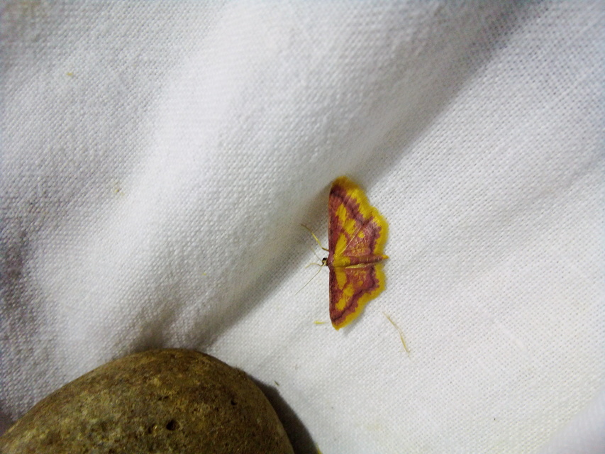Idaea muricata - mocsári pirosaraszoló Idaea muricata - mocsári pirosaraszoló