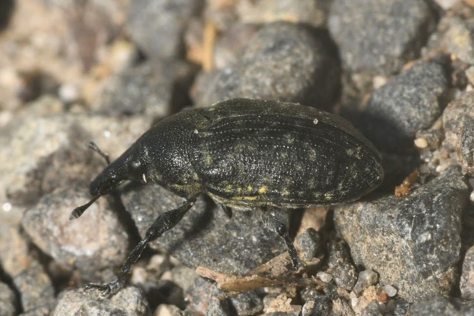 Larinus turbinatus - kúposorrú púderbarkó