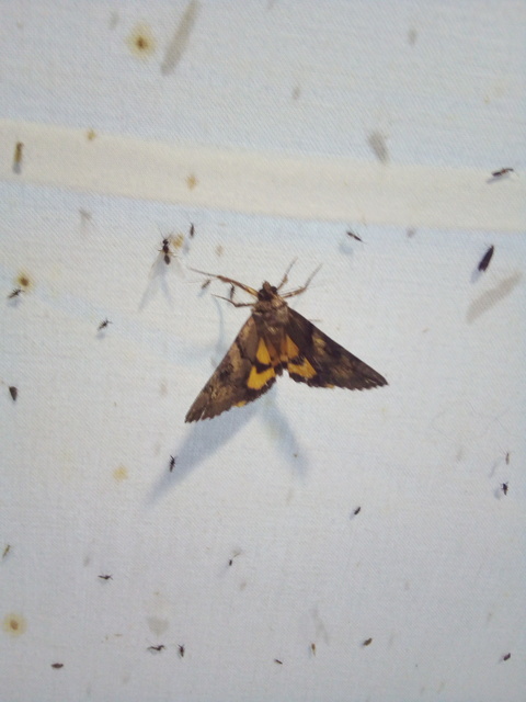 Catocala hymenaea - kökény-övesbagoly