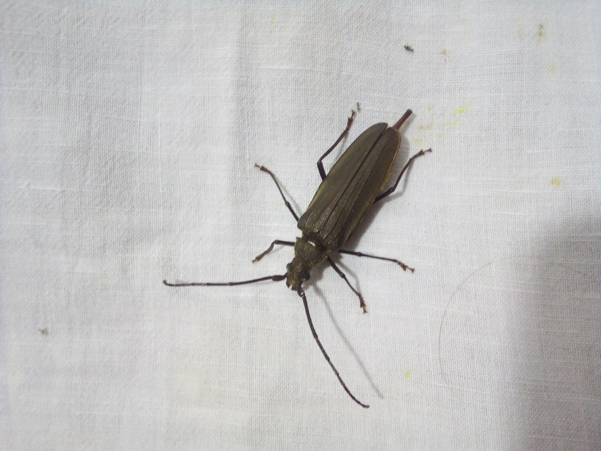 Aegosoma scabricorne - diófacincér