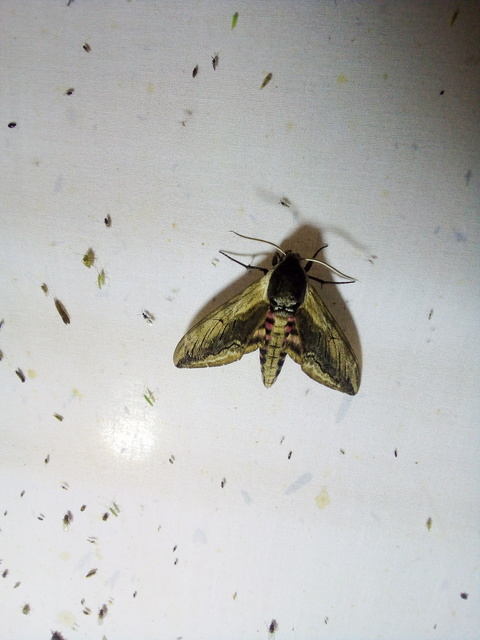 Sphinx ligustri - fagyalszender