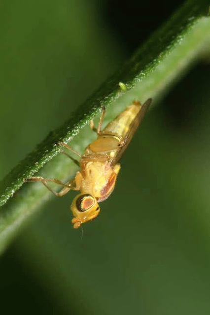 Meromyza