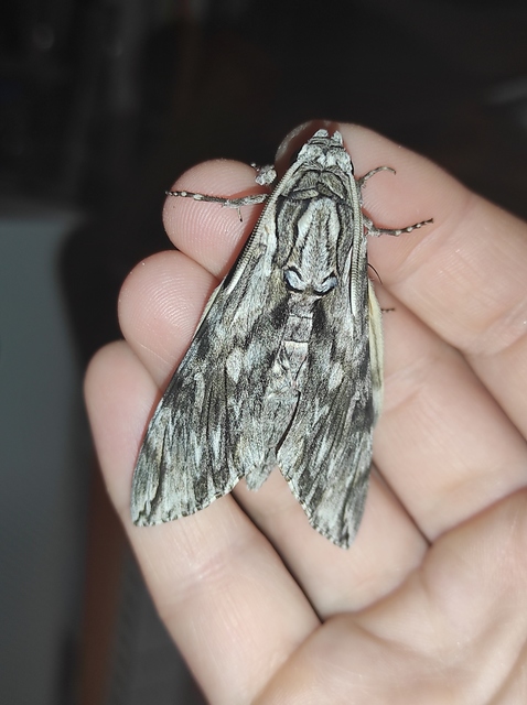 Agrius convolvuli - szulákszender