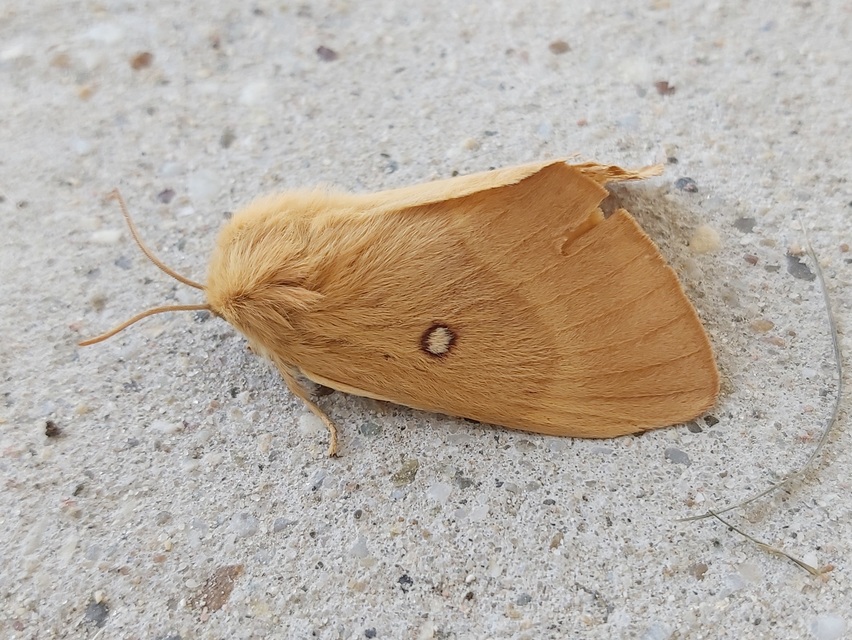 Lasiocampa quercus - tölgyfaszövő