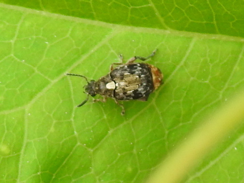 Megabruchidius dorsalis - foltoshátú lepényfazsizsik