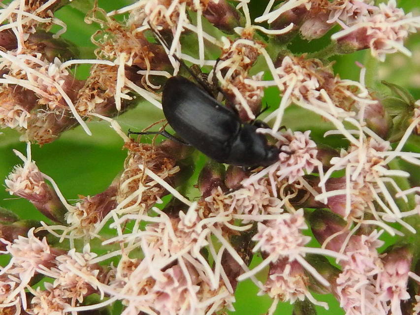 Podonta nigrita - szerecsenbogár