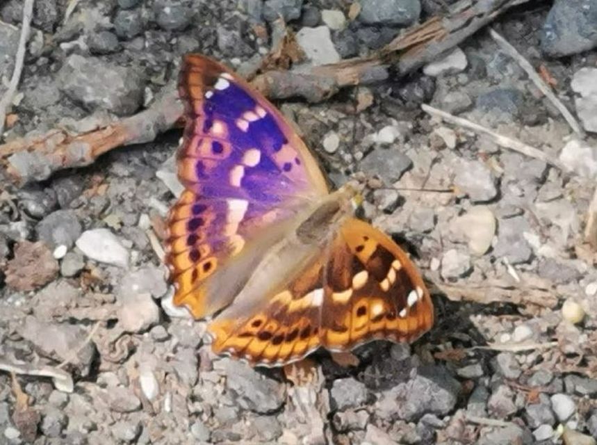 Apatura ilia - kis színjátszólepke
