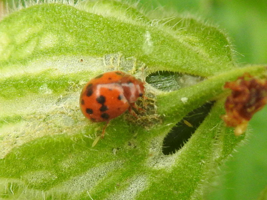 Subcoccinella vigintiquatuorpunctata - lucernaböde