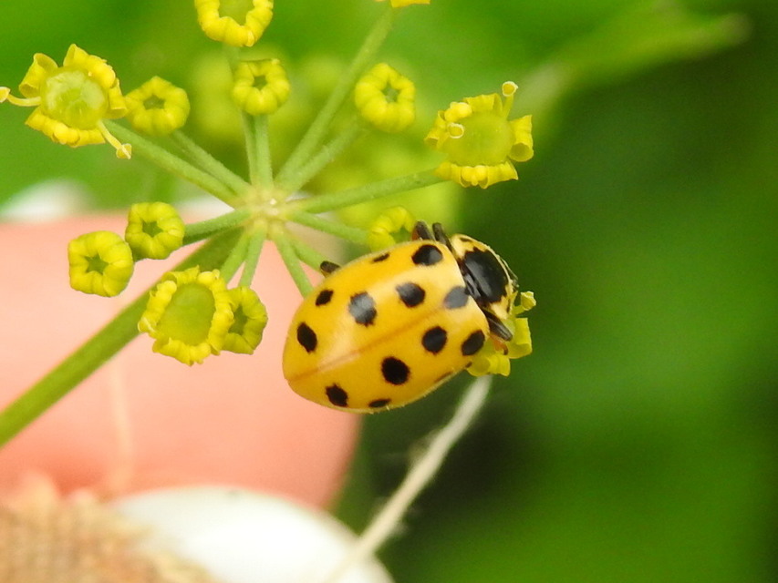 Hippodamia tredecimpunctata - mocsári katica