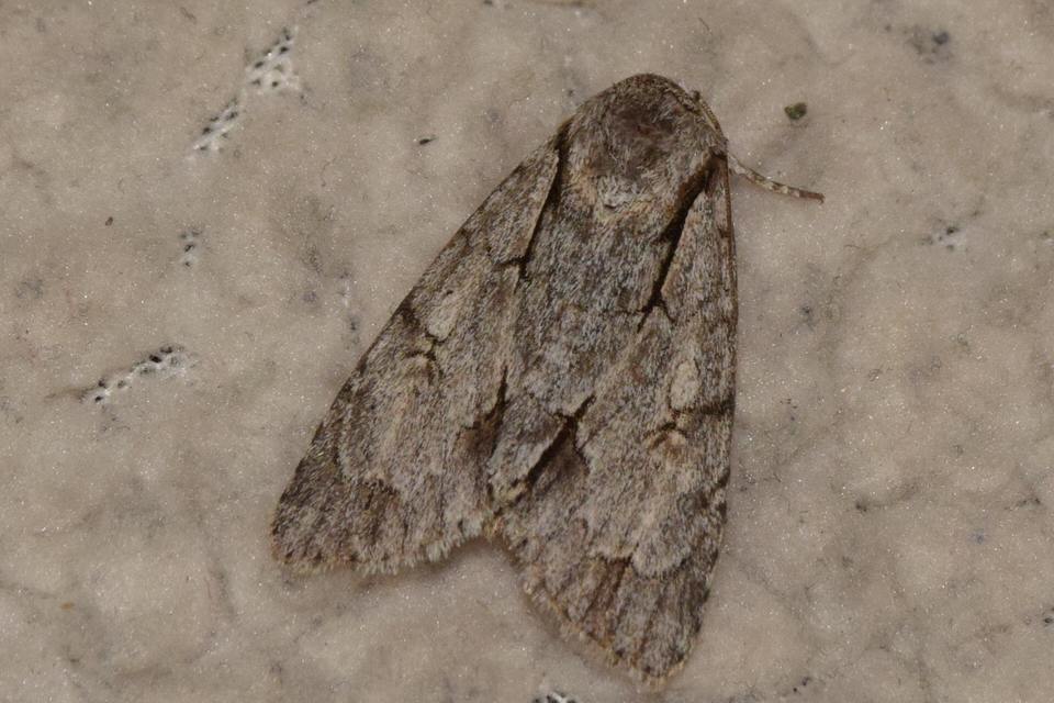 Acronicta psi - pszi-betűs szigonyosbagoly