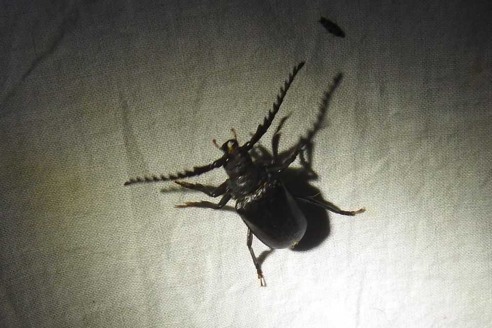 Prionus coriarius - csőszcincér