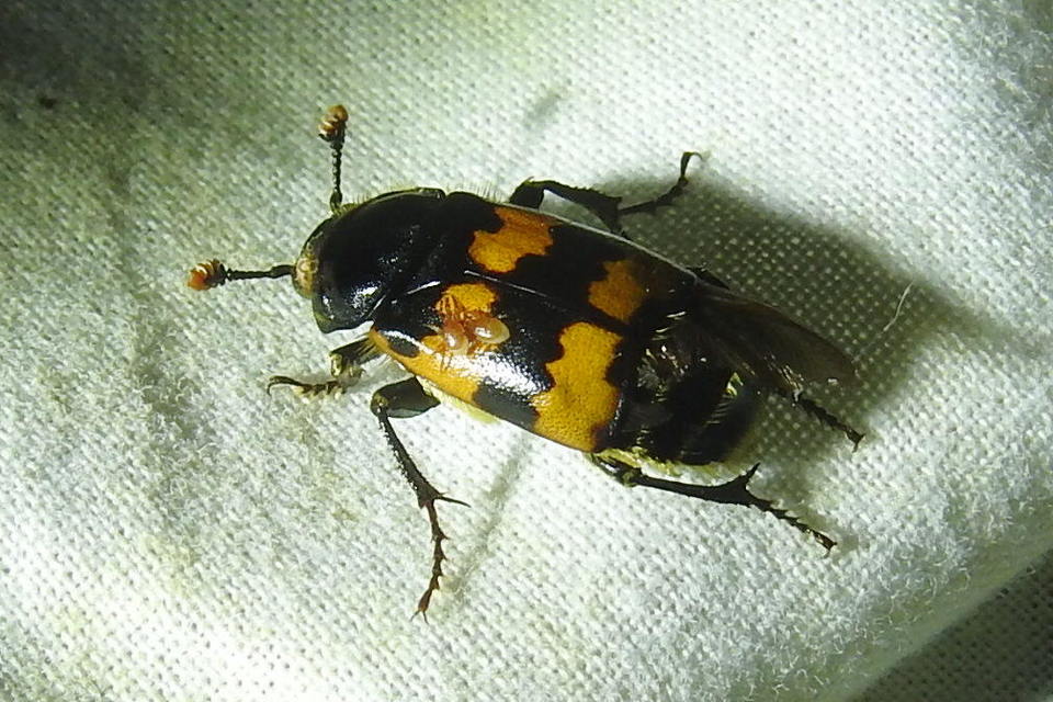 Nicrophorus vespillo - közönséges temetőbogár