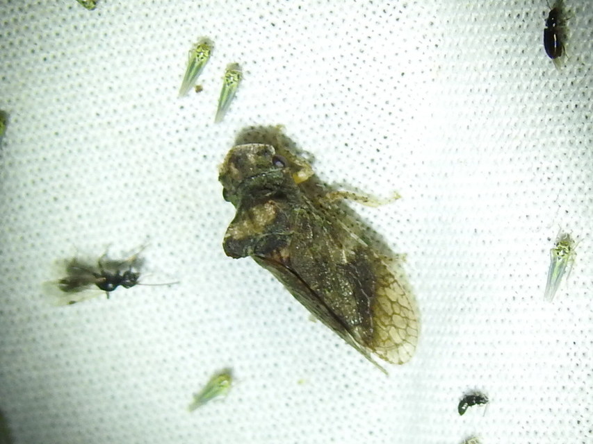 Ledra aurita - füleskabóca